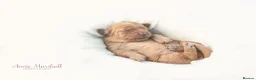Mini Goldendoodle dogs for sale: F1 pups by a licensed breeder POLICE dog trainer - Advert 4