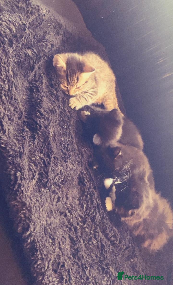 Mixed Breed cats 4 kittens, 3 girls & 1 boy - Advert 5