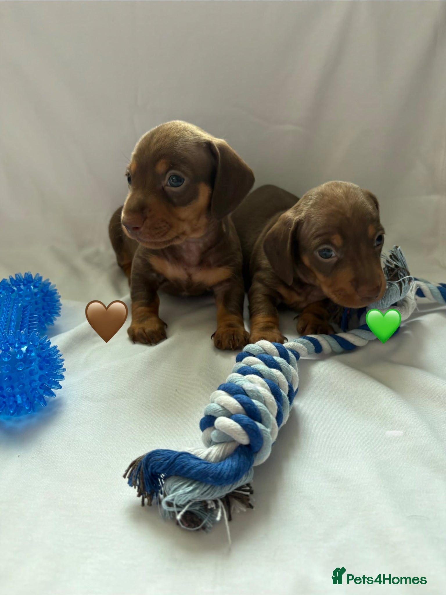 Miniature Dachshund dogs 2 Stunning Miniature Dachshund Puppies Left - Advert 17