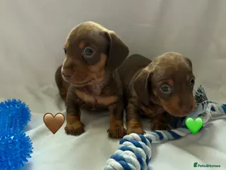 Miniature Dachshund dogs 2 Stunning Miniature Dachshund Puppies Left - Advert 1