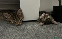 Mixed Breed cats for sale: REDUCED & READY NOW BSH x Tabby kittens  - Image 35