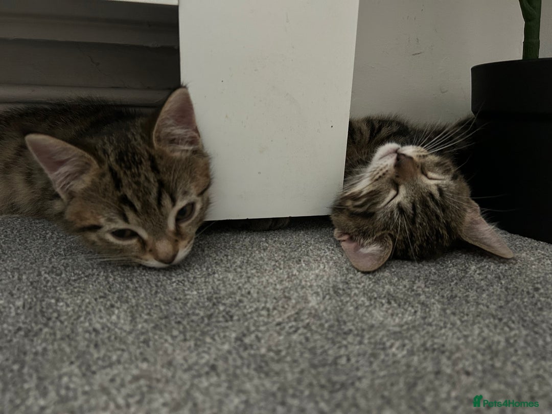 Mixed Breed cats for sale: REDUCED & READY NOW BSH x Tabby kittens  - Image 35