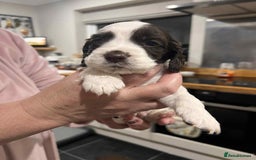 Cocker Spaniel dogs for sale: Cocker Spaniel Puppies - Image 6