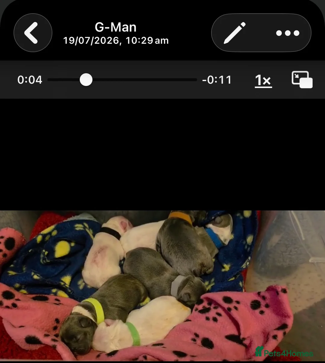 French Bulldog dogs for stud: Best producer known around  - Advert 2