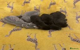 Staffordshire Bull Terrier dogs for sale: Staff pups for sale  - Image 7