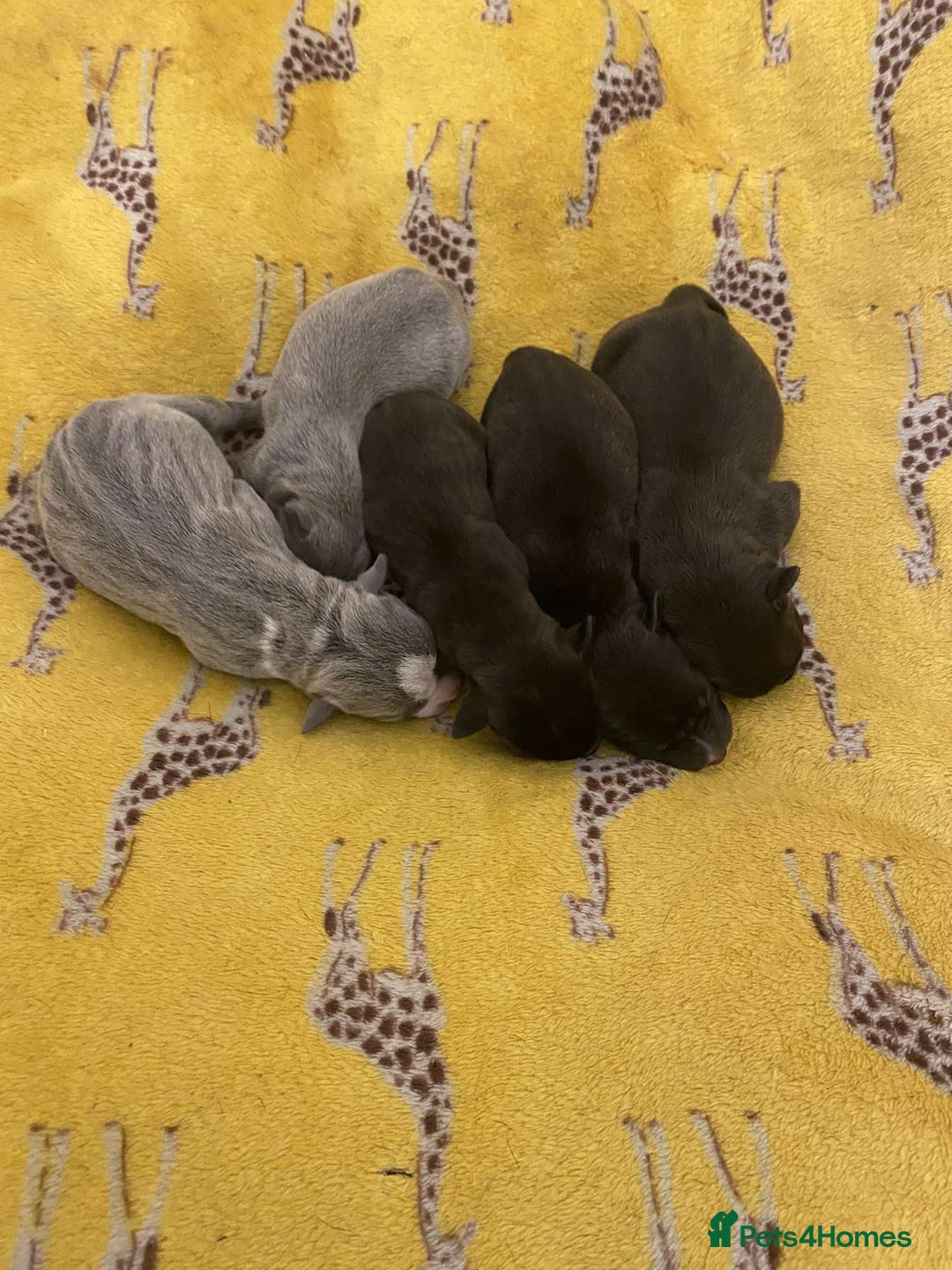 Staffordshire Bull Terrier dogs for sale: Staff pups for sale  - Image 7
