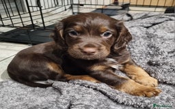 Cocker Spaniel dogs for sale: KC Registered Cocker Spaniel (Working) Puppies - Image 4