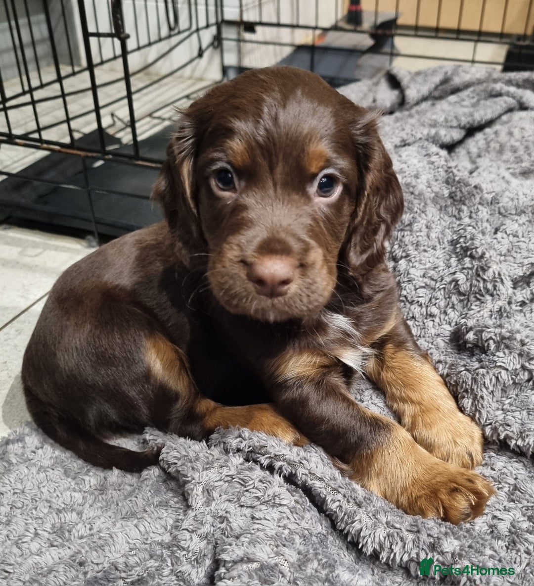 Cocker Spaniel dogs for sale: KC Registered Cocker Spaniel (Working) Puppies - Image 4
