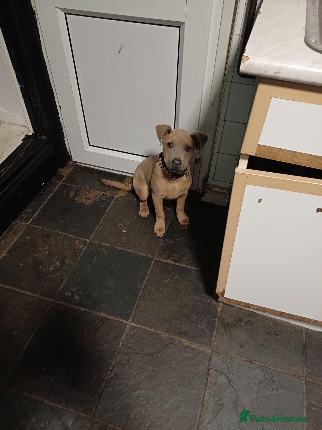 Mixed Breed dogs for sale: Karma - Advert 10