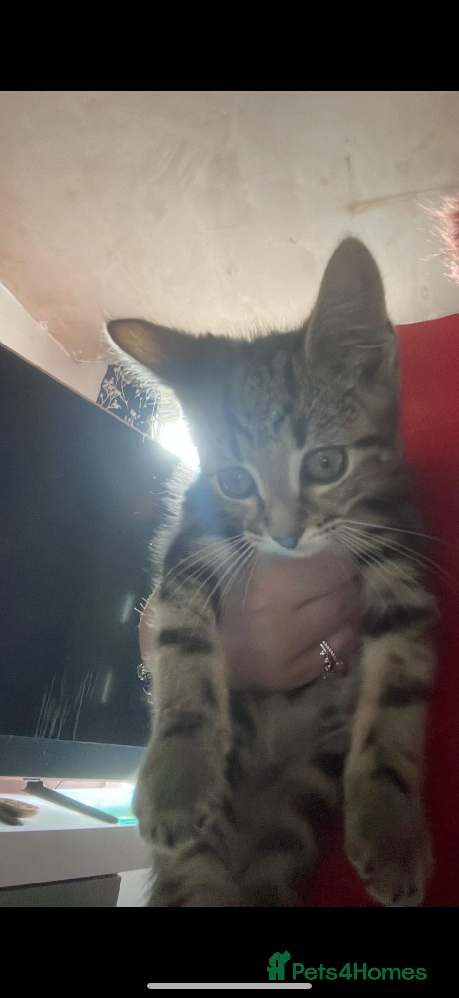 Mixed Breed cats for sale: 2 tabby boy kittens ready forver home 9 weeks old  - Advert 2