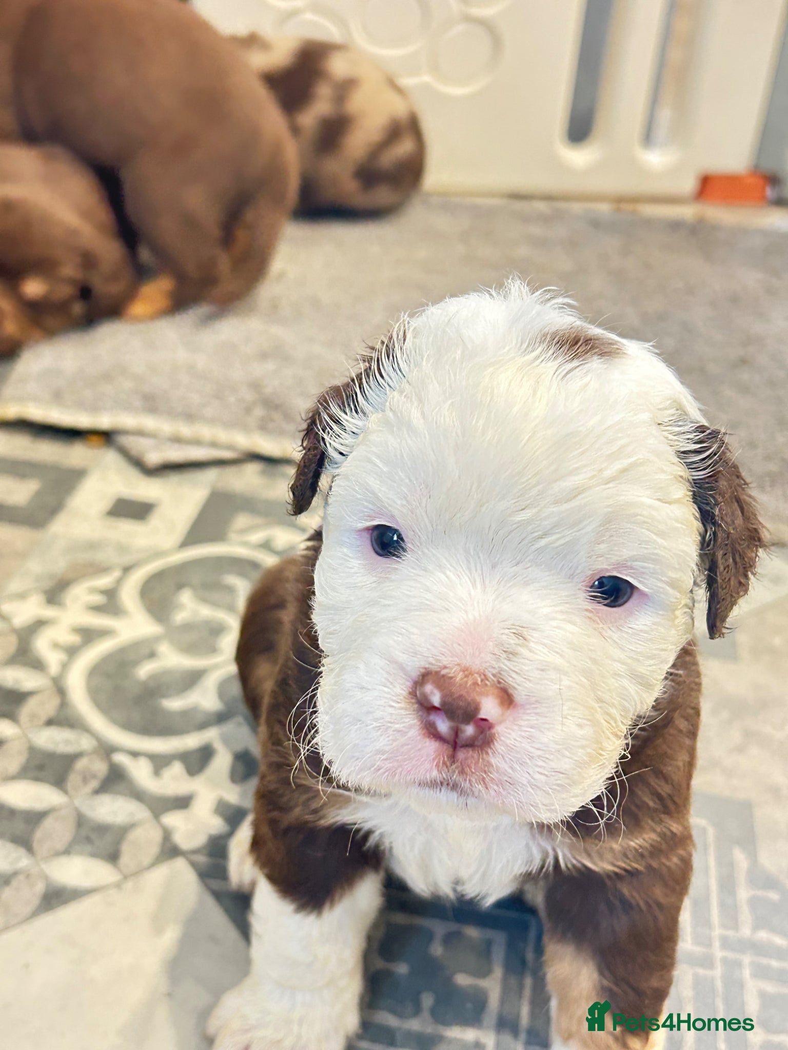 Olde English Bulldogge dogs Olde English fluffy Bulldogge puppies  - Advert 2