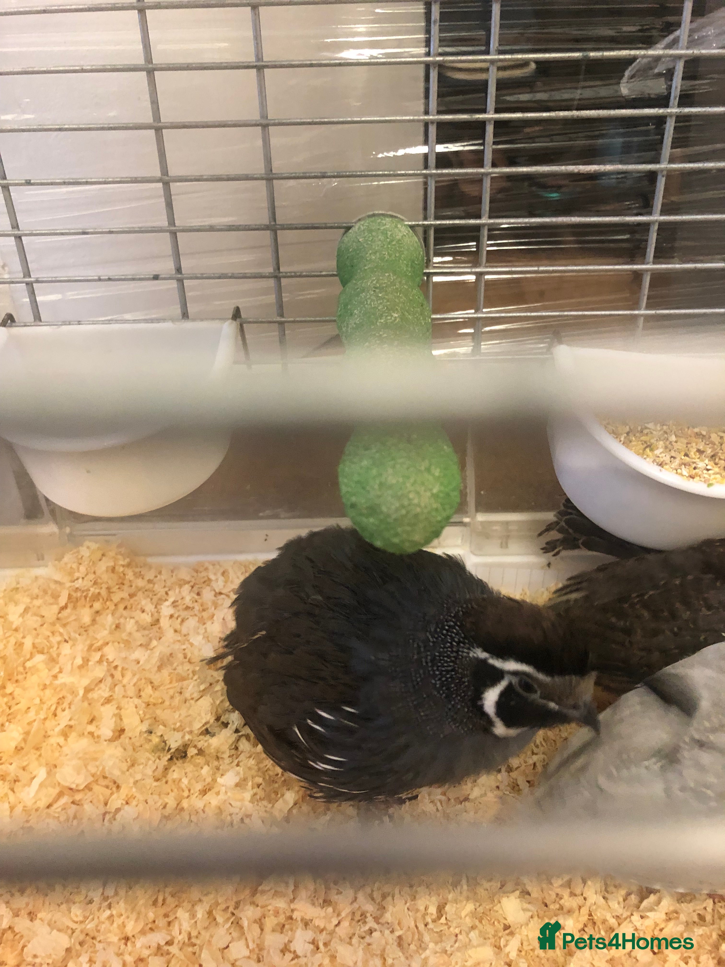 Guinea Fowl poultry 5 baby Guinea fowls and 1 Californian quail - Advert 23