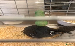 Guinea Fowl poultry for sale: 5 baby Guinea fowls and 1 Californian quail - Image 1