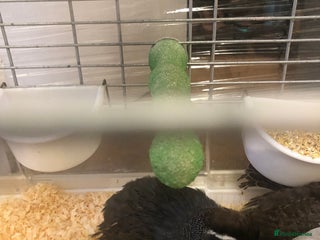 Guinea Fowl poultry - Advert 14