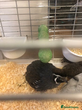 Guinea Fowl poultry - Advert 1