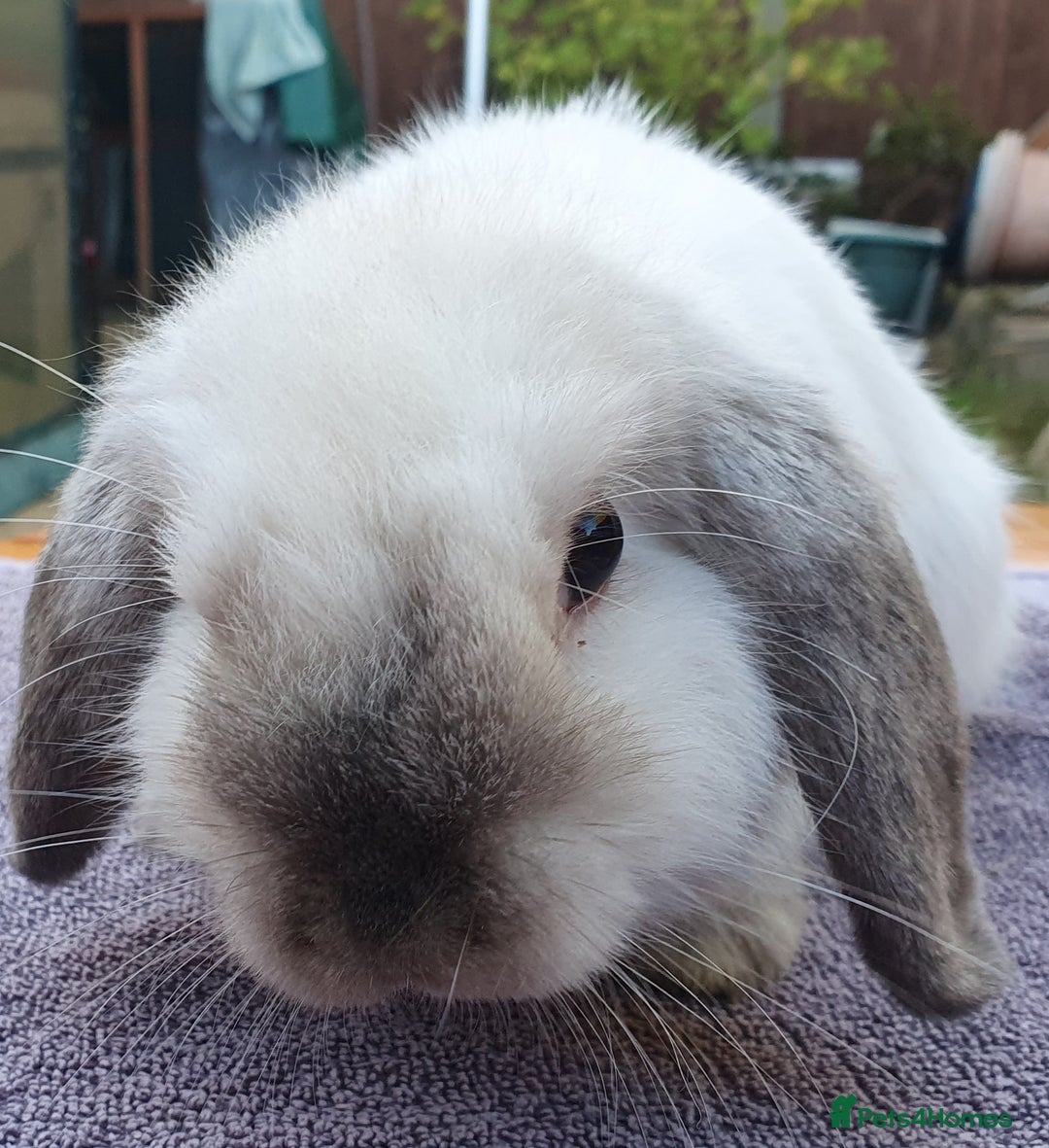 Mini Lop rabbits for sale: Friendly Baby rabbits  Vac RHD2 YURVAC - Image 14