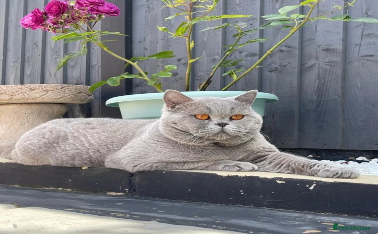 British Shorthair cats for stud - Advert 2