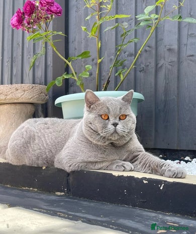 British Shorthair cats - Advert 10