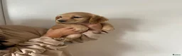 Cocker Spaniel dogs for sale: Working cocker spaniel puppies  - Advert 17