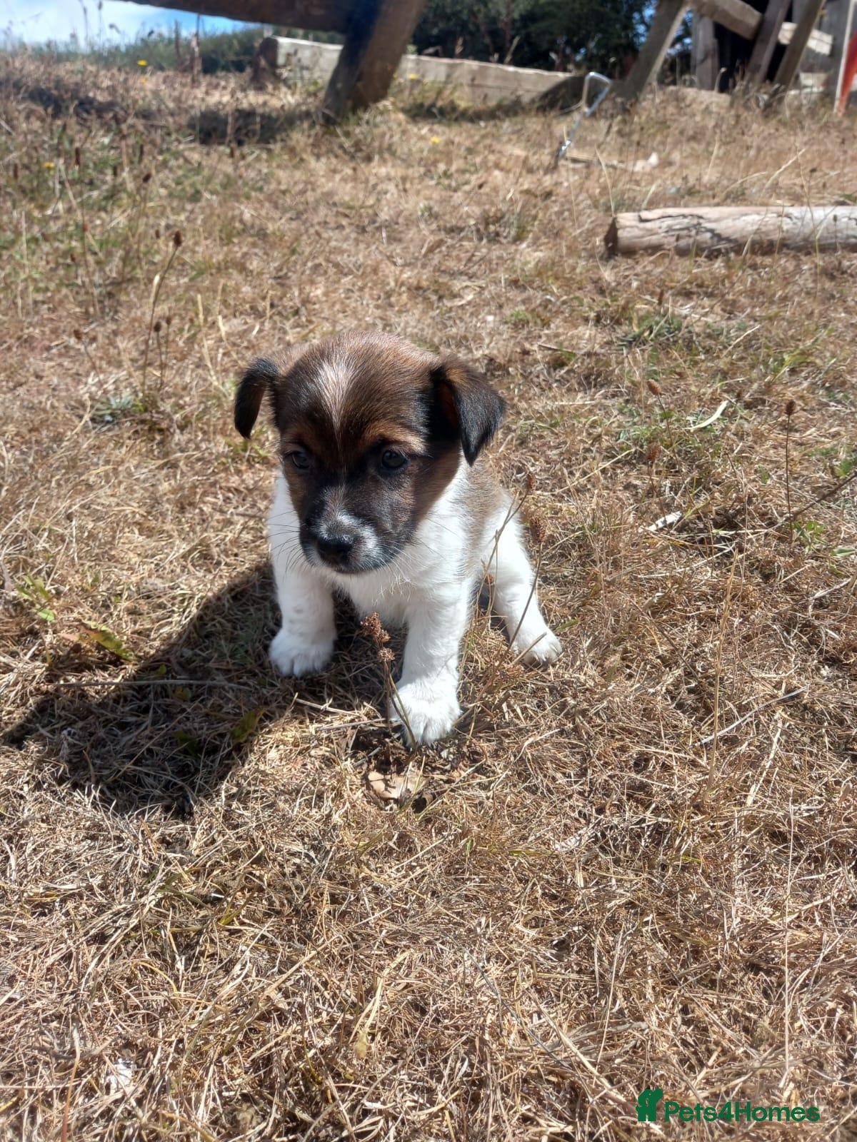 Jack Russell dogs Jack Russell boy puppy - Advert 10