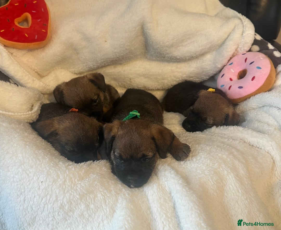 Border Terrier dogs for stud: Border terrier stud dog  - Image 9