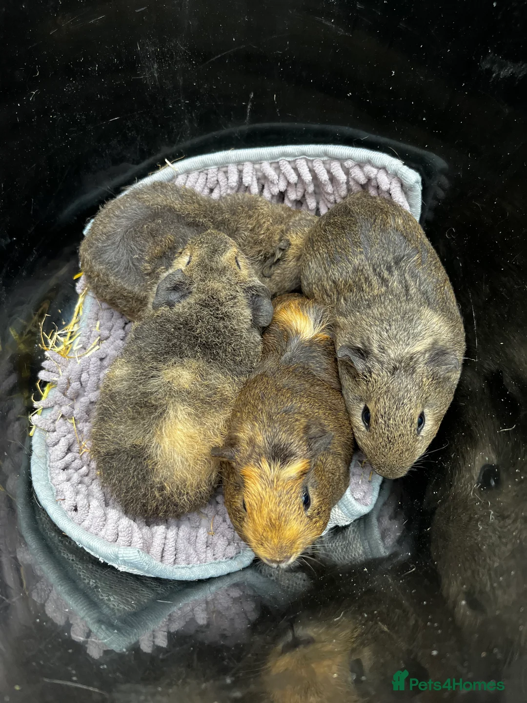 Guinea Pig rodents for sale: Bonded Boar (male) Guinea Pigs - Advert 2