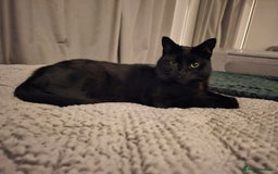 Mixed Breed cats for sale: Lovely 4 year old female to be rehomed - Image 6
