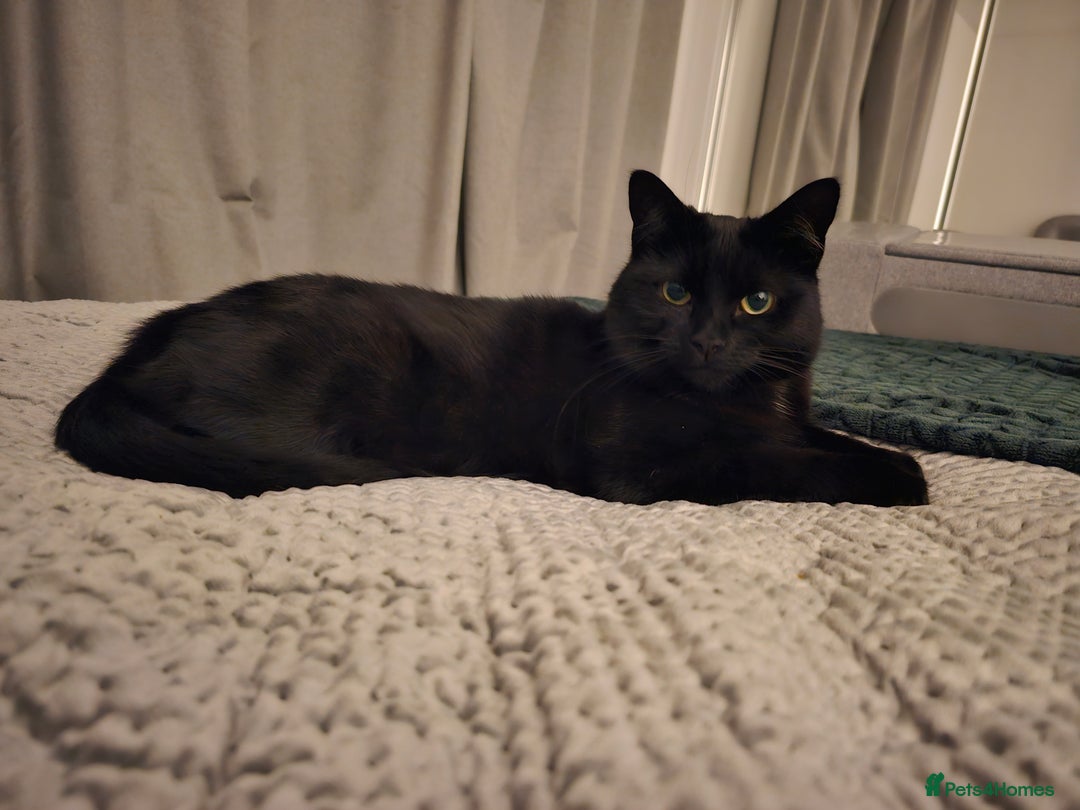 Mixed Breed cats for sale: Lovely 4 year old female to be rehomed - Image 6
