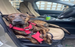 Mixed Breed dogs for sale: Shepherd Mix - Image 6