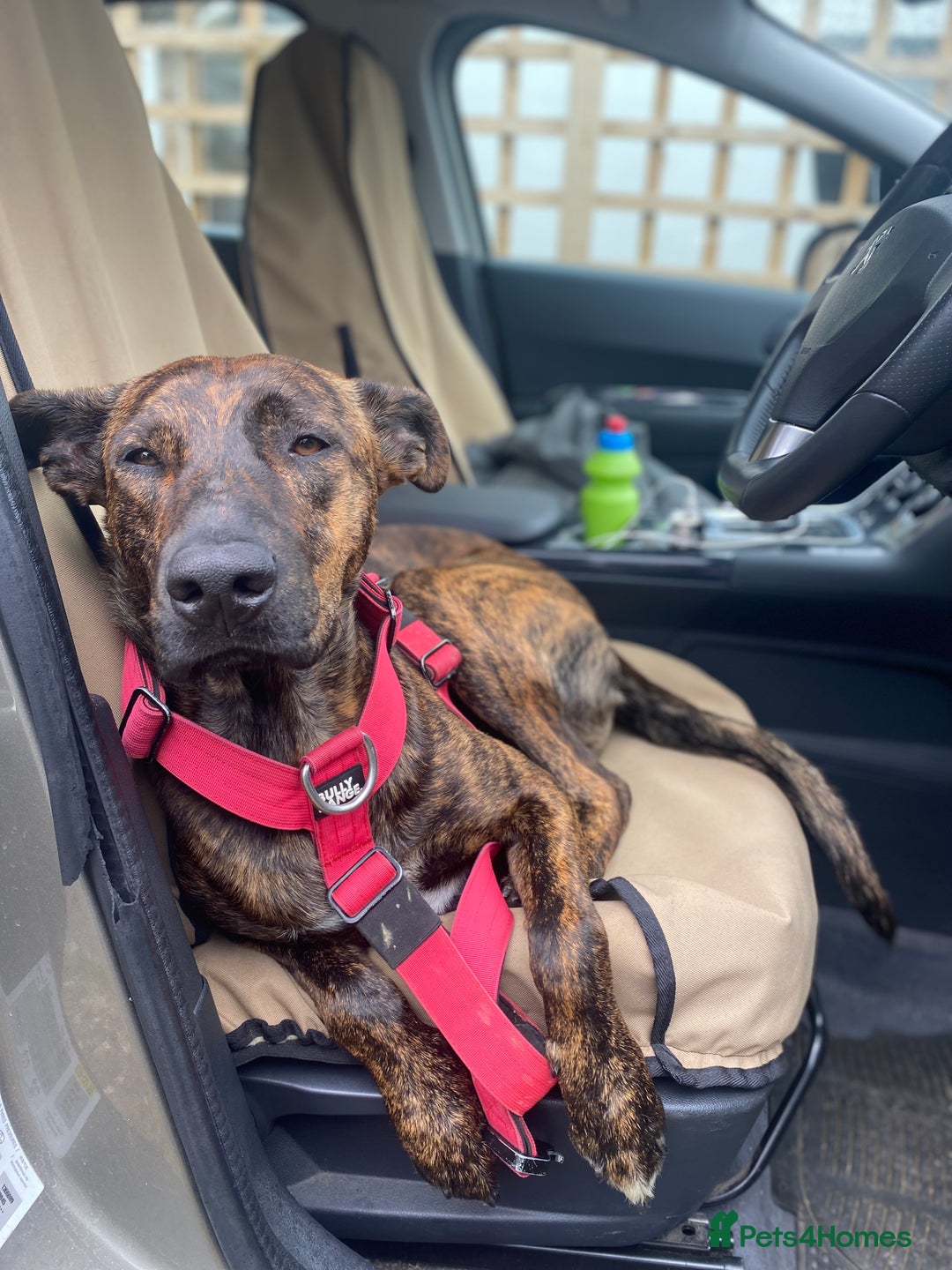 Mixed Breed dogs for sale: Shepherd Mix - Image 6