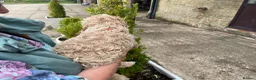 Cockapoo dogs for sale: COCKERPOO PUPS FROM 5 STAR LICENSED HOME BREEDER - Advert 4