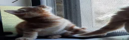 Mixed Breed cats for sale: Domestic playful kittens - Advert 4