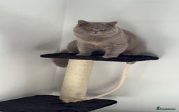 British Shorthair cats for stud: Bexivia BSH HUGO Lilac British Shorthair STUD ONLY in Luton - Image 5