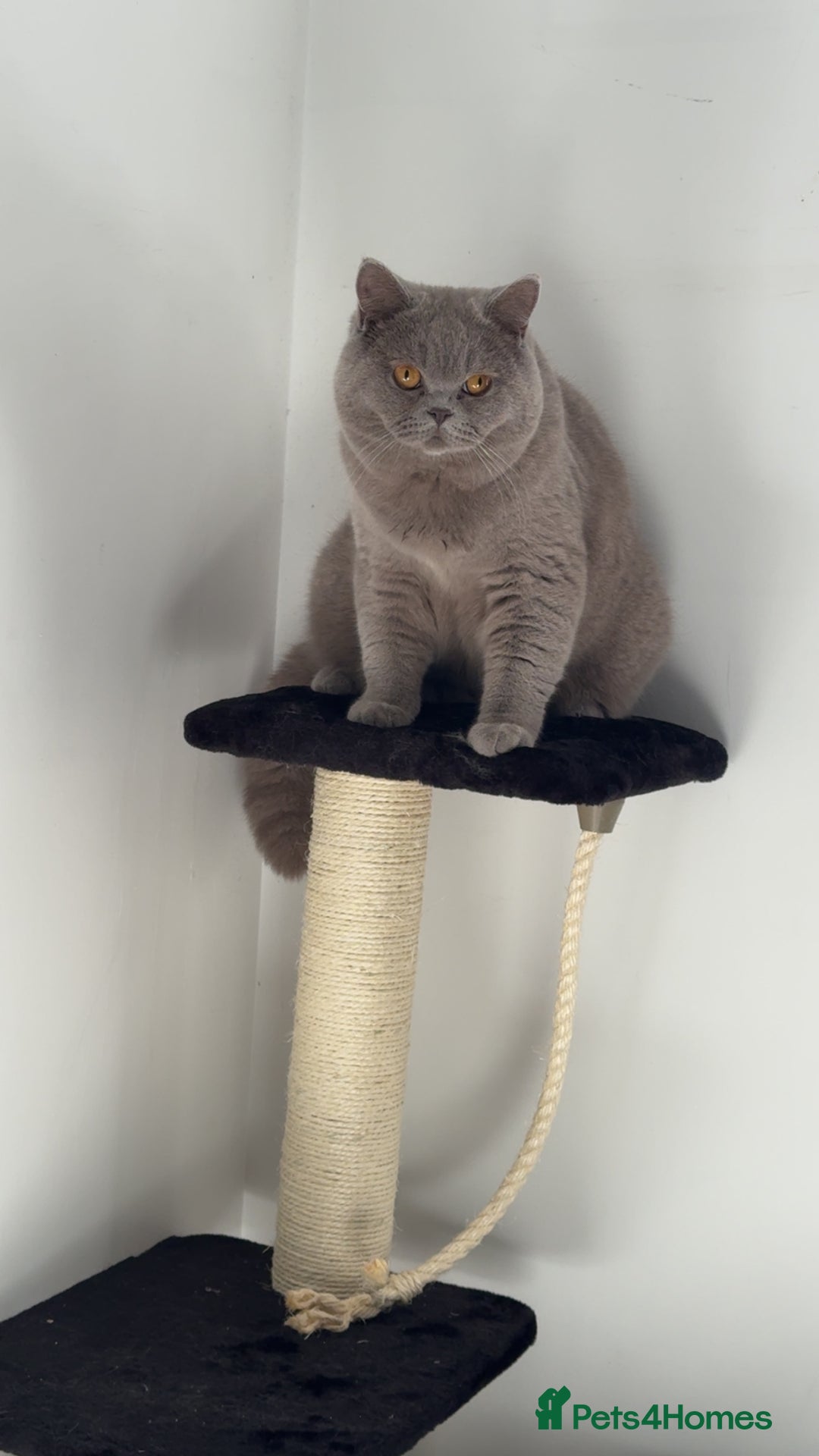 British Shorthair cats for stud: Bexivia BSH HUGO Lilac British Shorthair STUD ONLY in Luton - Image 5