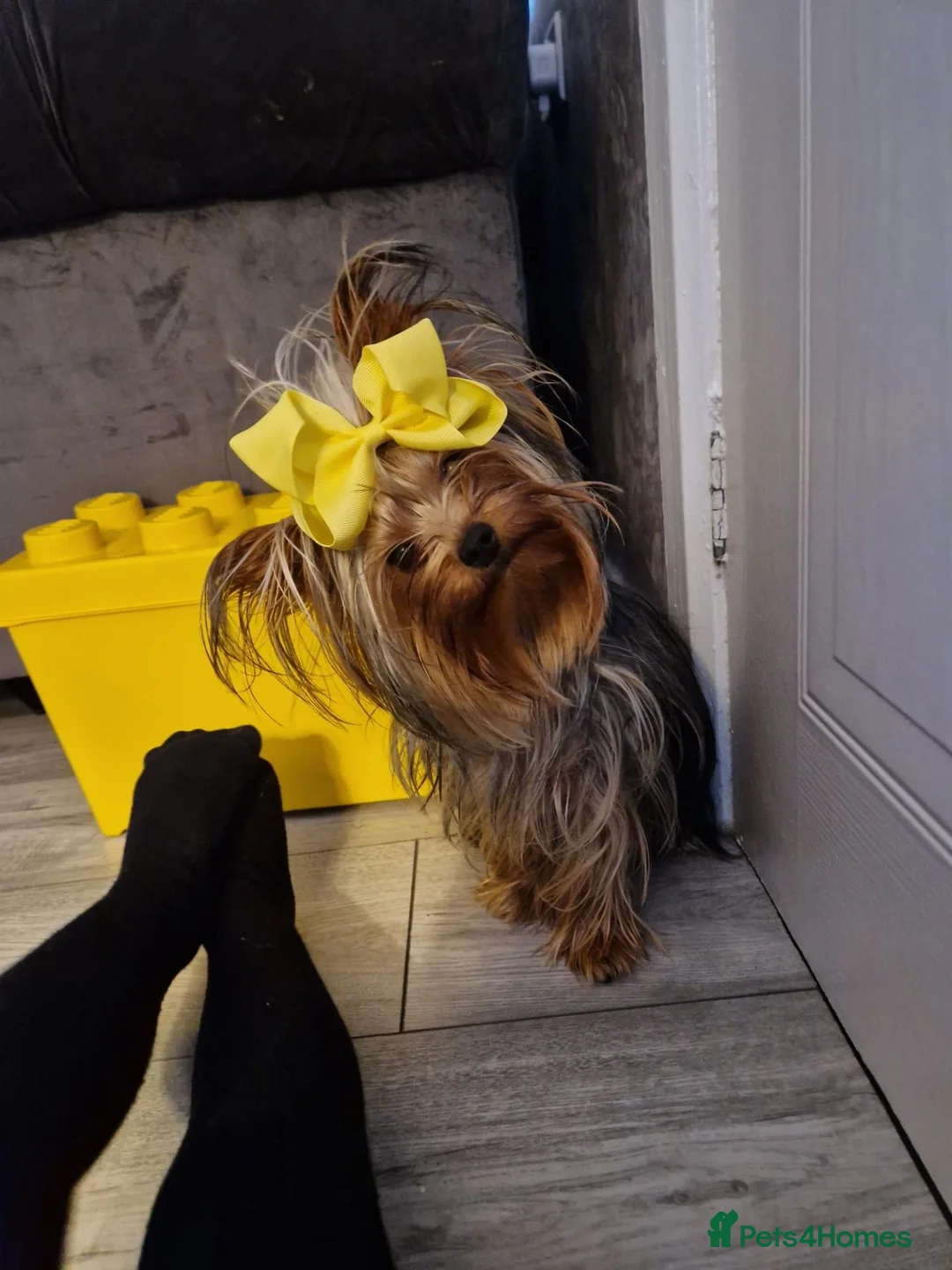 Yorkshire Terrier dogs for sale: male yorkshire terrior pup in Bradford - Advert 1