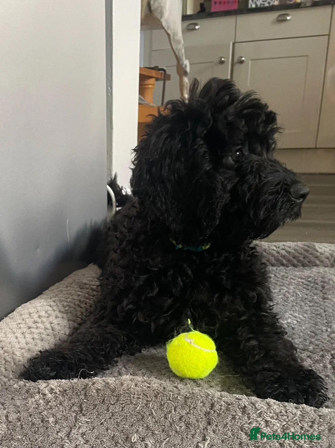 Cockapoo dogs for sale: STUNNING HEALTH CLEAR COCKAPOO PUPPIES  - Advert 2