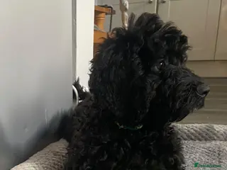Cockapoo dogs STUNNING HEALTH CLEAR COCKAPOO PUPPIES - Advert 3
