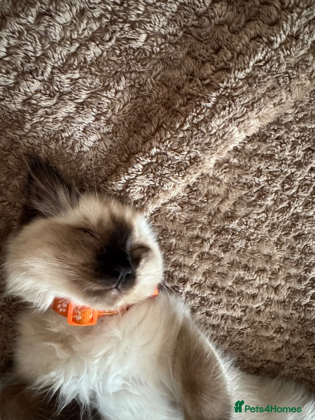 Ragdoll cats for sale: Kitten ragdoll for sale - Advert 5