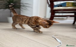Bengal cats for sale: Female bengal - Image 7