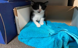 Mixed Breed cats for sale: Three energetic kittens: Noodle, Peanut and Daisy - Advert 30