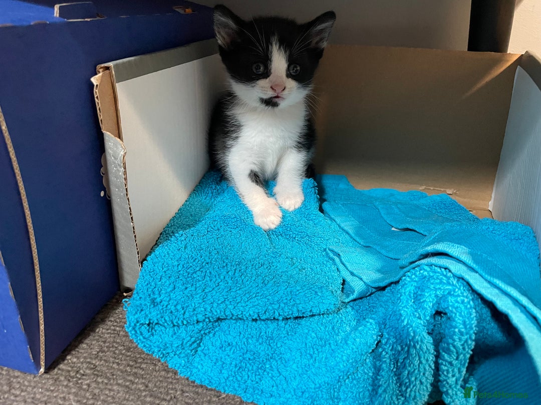 Mixed Breed cats for sale: Three energetic kittens: Noodle, Peanut and Daisy - Advert 30