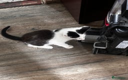 Mixed Breed cats for sale: Kittens for sale - Image 4
