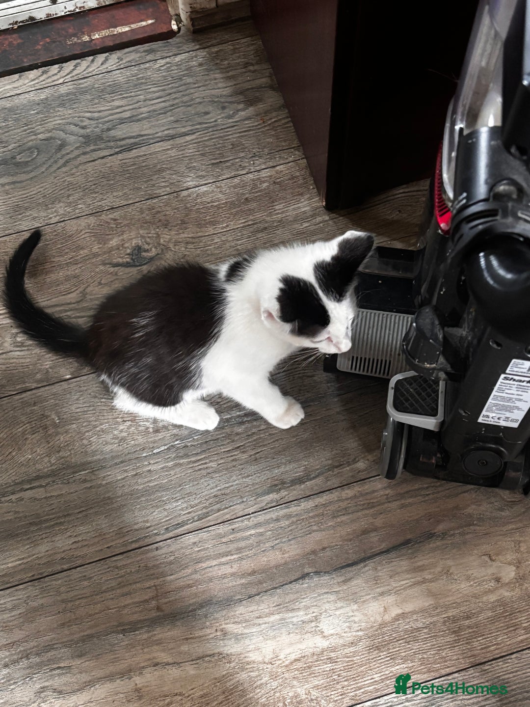 Mixed Breed cats for sale: Kittens for sale - Image 4