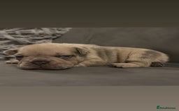 French Bulldog dogs for sale: French Bulldog Puppies - Image 5