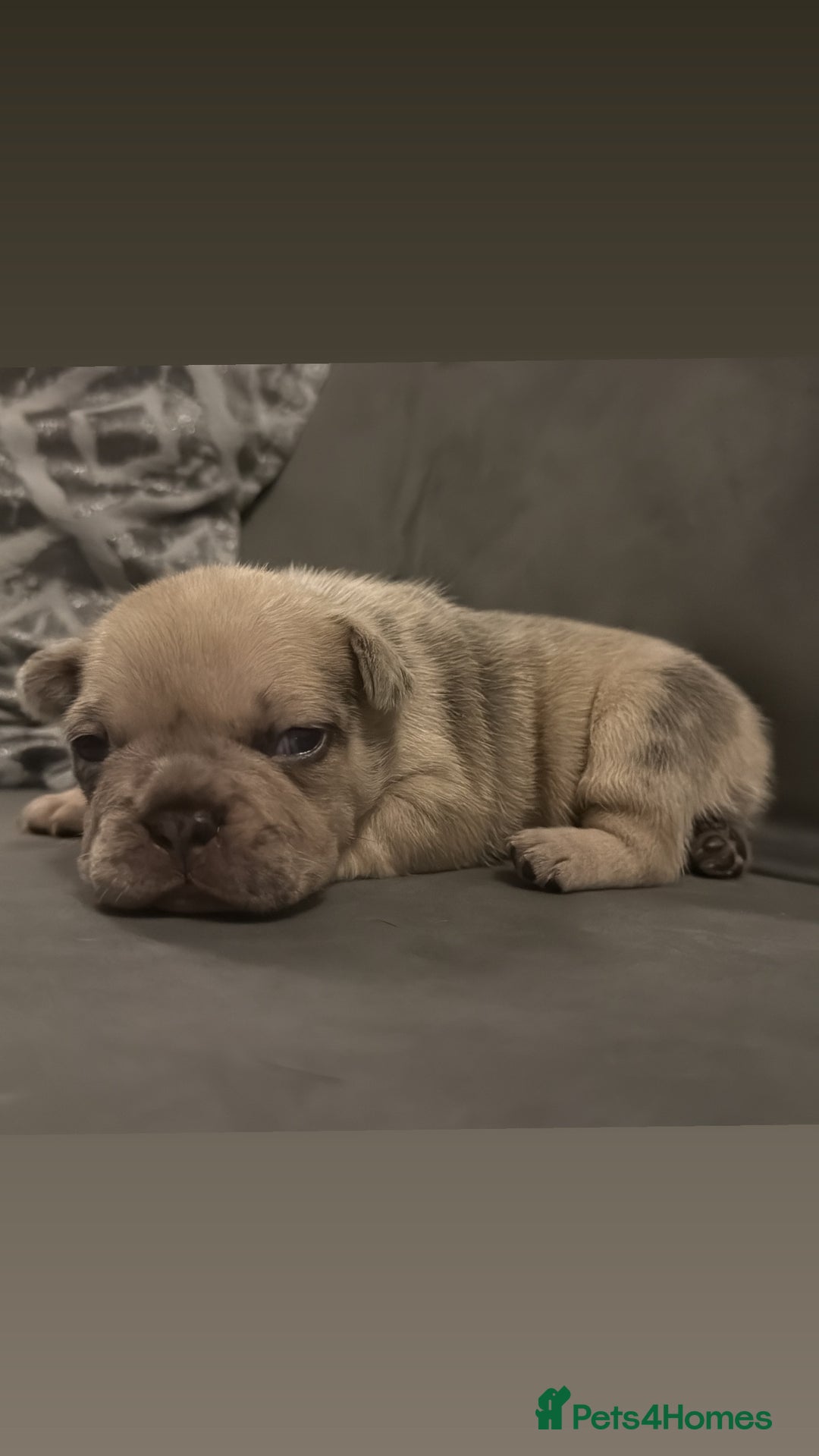 French Bulldog dogs for sale: French Bulldog Puppies - Image 5