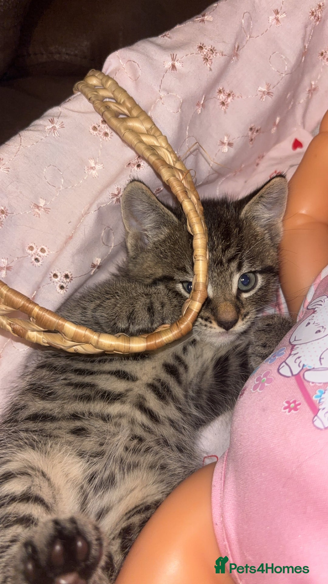 Mixed Breed cats for sale: 4 beautiful kittens  - Image 2