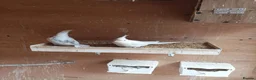 Cockatiels birds for sale: 5 Albino cockatiels for sale  - Advert 3