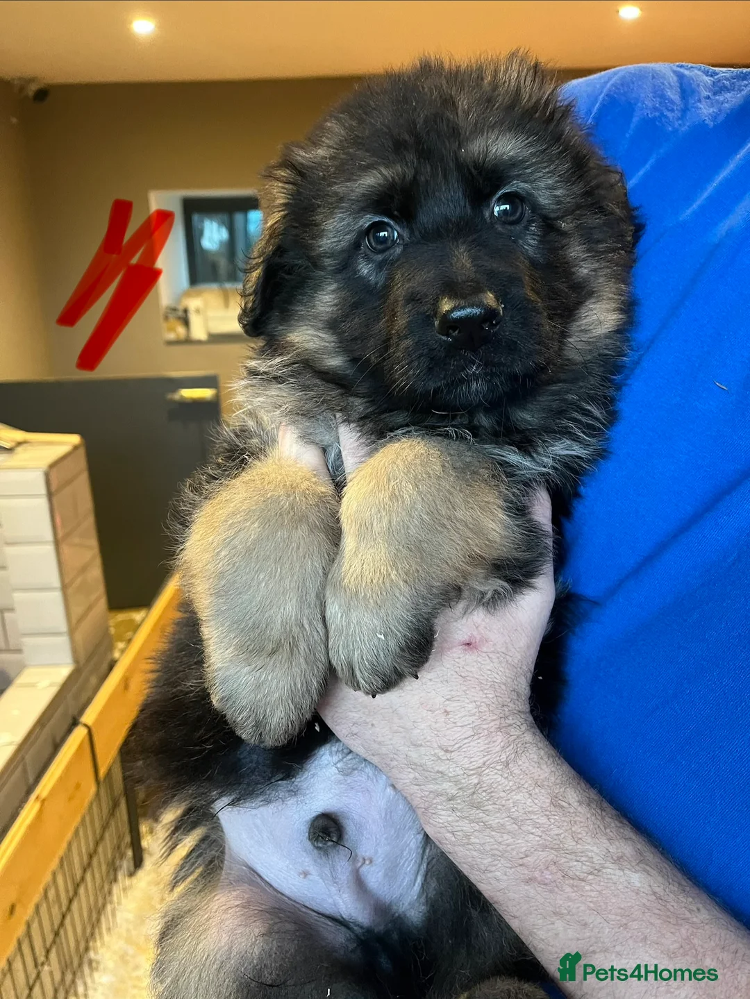 German Shepherd dogs for sale: Beautiful KC reg German Shepherd puppies for sale  - Advert 2