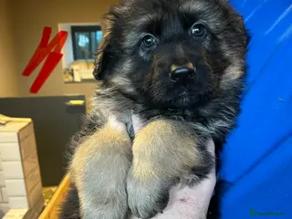 German Shepherd dogs Beautiful KC reg German Shepherd puppies for sale - Advert 2