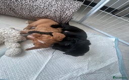 Mixed Breed dogs for sale: KC COCKER X MINI COLLIE PUPS  - Advert 8